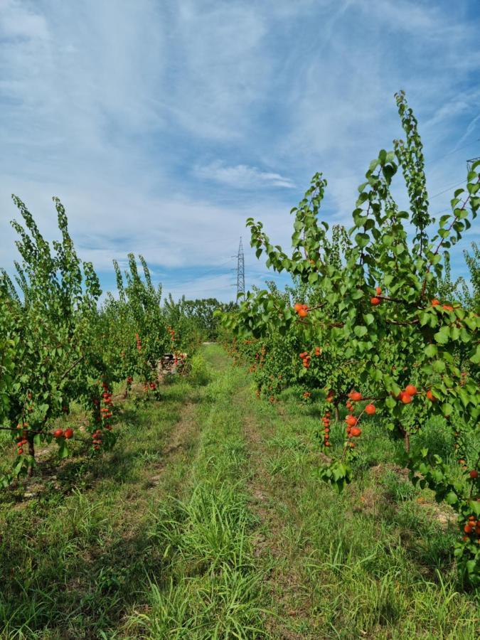 Corte Bottura Agriturismo Castelnuovo del Garda Eksteriør billede